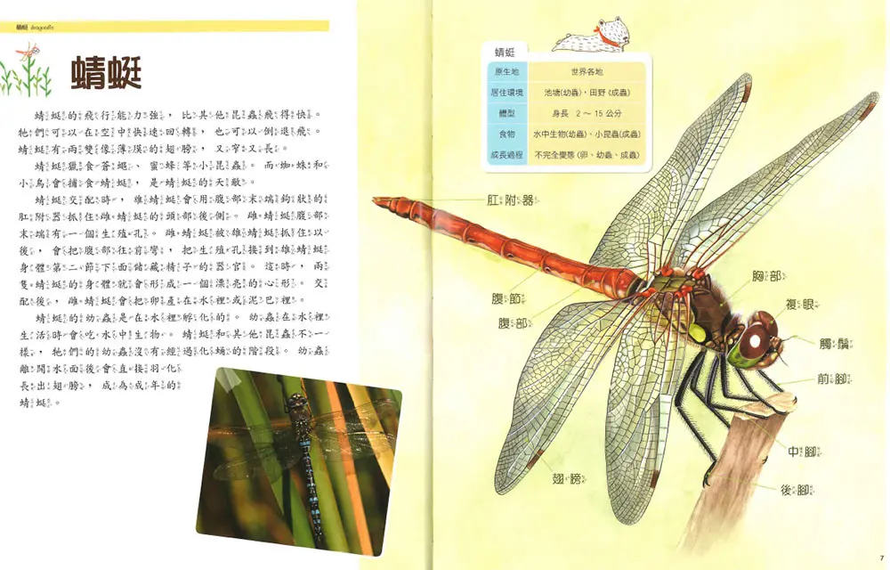 昆蟲世界 圖 2