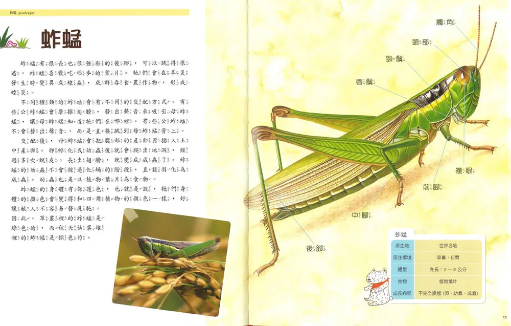 (舊資料匯入重複)昆蟲世界 圖 3