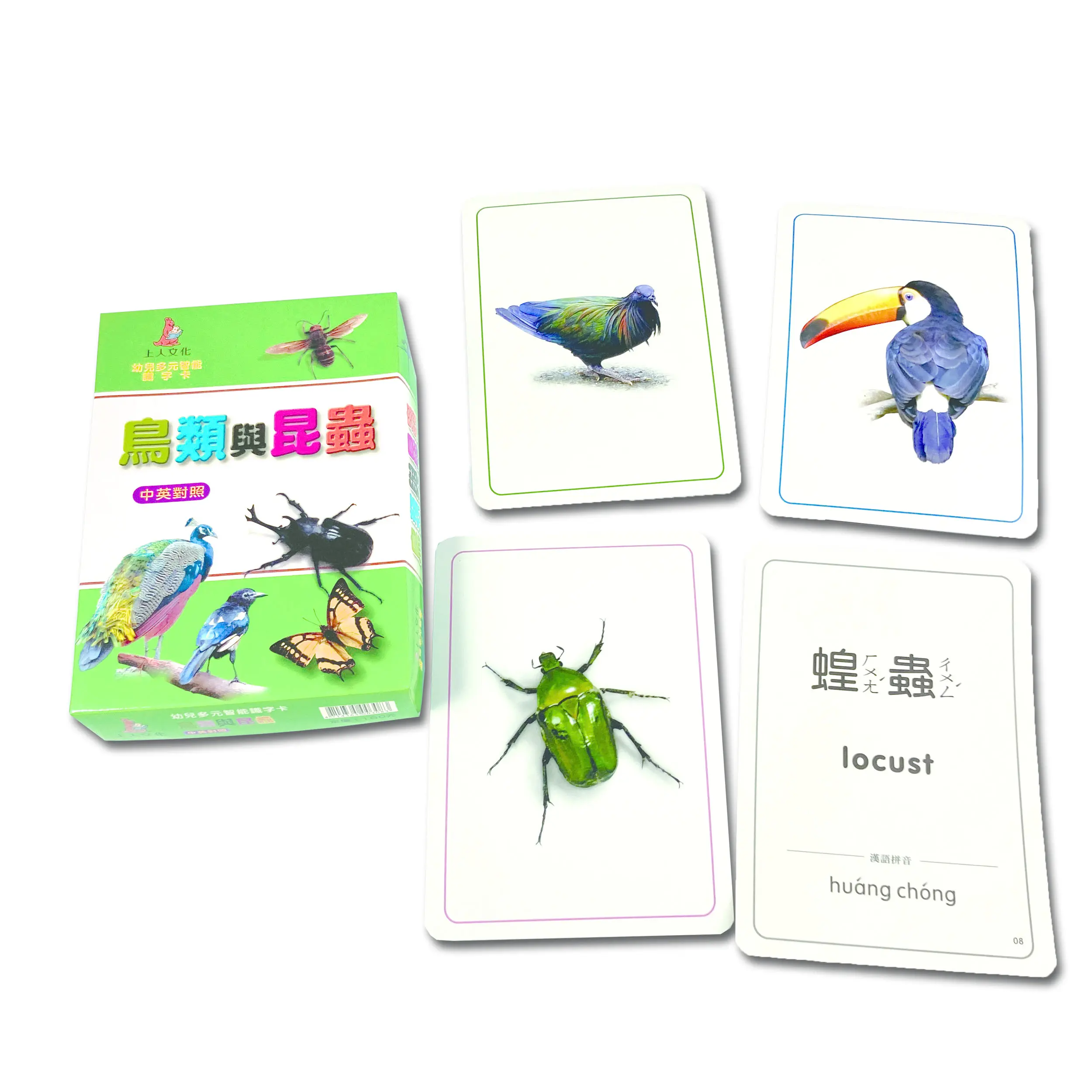 鳥類與昆蟲(大識字卡) 圖 2