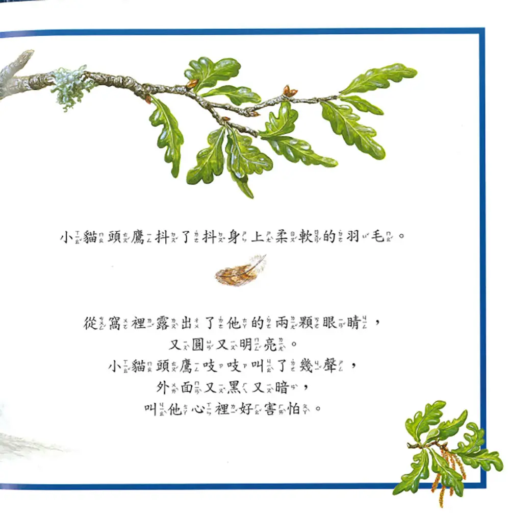 勇敢的小貓頭鷹 圖 2
